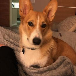 Pembroke Welsh Corgi All Grown Up from G.G.'s Corgis