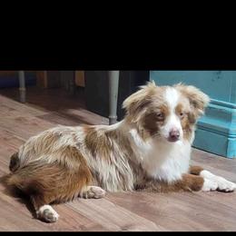 Miniature Australian Shepherd puppies from Spirited Aussies