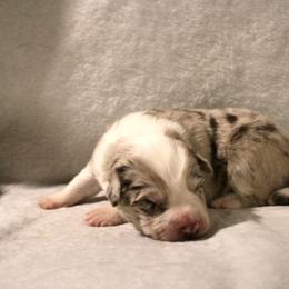 Moonracer - White and red merle female Border Collie puppy in Crawfordsville, Indiana from Rescued Dreams Border Collies
