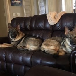German Shepherd All Grown Up from A2 German Shepherd Dogs