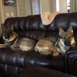 German Shepherd All Grown Up from A2 German Shepherd Dogs