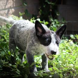 Galadriel (AKC) - Blue female Australian Cattle Dog puppy in Marana, Arizona from Impact 3rd Australian Cattle Dogs