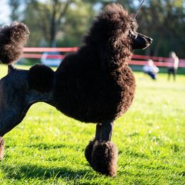 Tatianna - Poodle