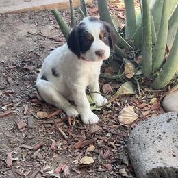 English Springer Spaniel Puppies from Desert Shadow Springers