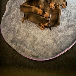 FRANKEL - Rd whtn blk nose male Rhodesian Ridgeback puppy in Waterloo, Nebraska from Bar B Ridgebacks