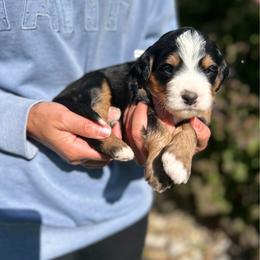 Ariel - Tri-color female Bernedoodle puppy in Sugarcreek, Ohio from Cuddly Companion Doodles