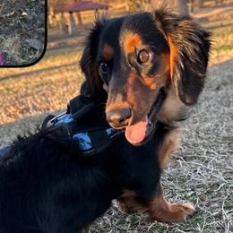 Toby - Dachshund