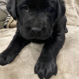 Labrador Retriever Puppies from Retrieving Labradors