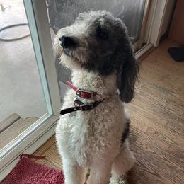 Aussiedoodles, Australian Shepherds, and Poodles from Love my doodles/ Aussiedoodle love