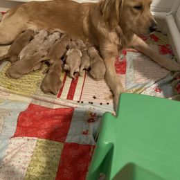 Golden Retriever and Schnoodle Puppies from Bassett Family Ranch