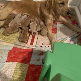 Golden Retriever and Schnoodle Puppies from Bassett Family Ranch