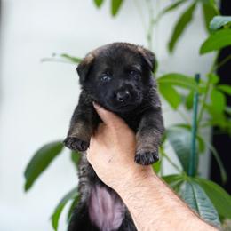 Dior - Sable female German Shepherd puppy in Coarsegold, California from Yosemite Shepherds