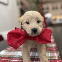 Northwind - Cream male Goldendoodle puppy in Greenville, North Carolina from ENC Goldendoodles