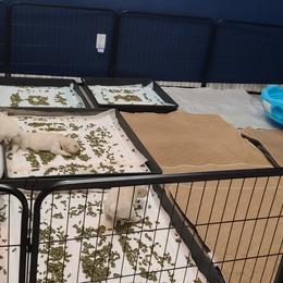 Golden Retriever Puppies from Southern Golden Retrievers