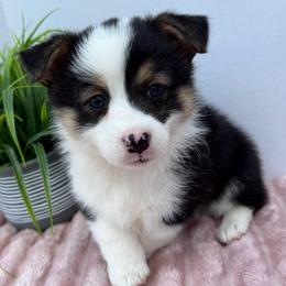Quest-Fluff Carrier - Black and tan female Pembroke Welsh Corgi puppy in Scottown, Ohio from Wyndy Ridge Corgis