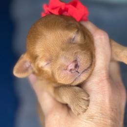 Robin - Red female Cavapoo puppy in Waldron, Arkansas from Kay’s Cutie Poos