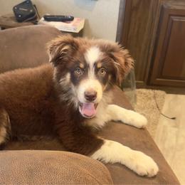 Early - Red tri male Miniature Australian Shepherd puppy in Berryville, Arkansas from 2Lazy2P Mini Aussies