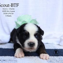 Scout- Black Tri Female (red factored) - Black tri female Miniature Australian Shepherd puppy in Nacogdoches, Texas from TK Standard, Mini, & Toy Aussies