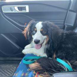 Miniature Australian Shepherd All Grown Up from Sunset Cowgirl Mini Aussies