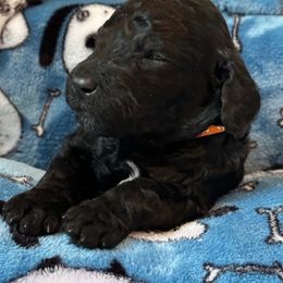 Goldendoodle Puppies from Bridger Peak Doodles