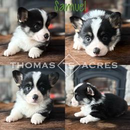 Samuel - Black and tan male Pembroke Welsh Corgi puppy in Raymond, Illinois from Thomas Acres
