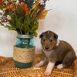 Te Fiti - Sable and white female Collie puppy in St Augustine, Florida from Saltwater Collies LLC