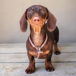 Jewelbox - Chocolate and tan female Dachshund puppy in Mountain Grove, Missouri from Blueprint K9 Dachshunds- www.BlueprintK9.com