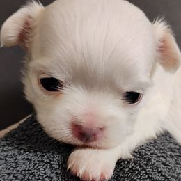 Stella - White female Chihuahua puppy in Wayland, Michigan from MI Chi