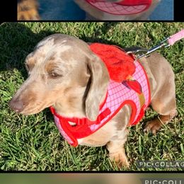 Ponyo - Dachshund