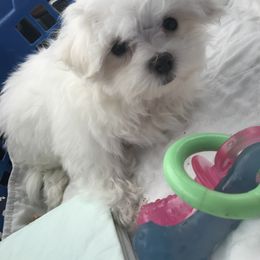 Maltese and Shih Tzu Puppies from Pamspups
