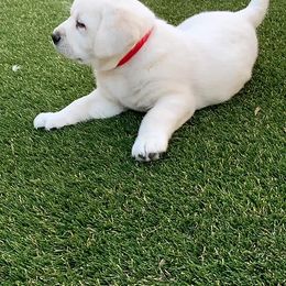 Labrador Retriever Puppies from Sweetheart Labradors