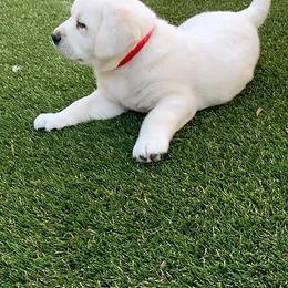 Labrador Retriever Puppies from Sweetheart Labradors