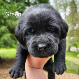 Green collar - Black male Labrador Retriever puppy in Mossyrock, Washington from White River Labradors