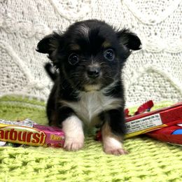 Luke - Black and tan male Chihuahua puppy in Hobgood, North Carolina from Four Kids’ Farms, LLC