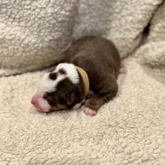 Brown collar - Red and white female Australian Koolie puppy in West Richland, Washington from KittyHawkKoolies