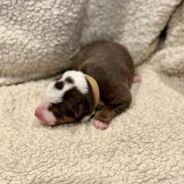 Brown collar - Red and white female Australian Koolie puppy in West Richland, Washington from KittyHawkKoolies