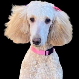 Gracie - Poodle