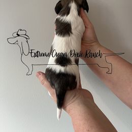 Dachshund Puppies from Extreme Cream Doxie Ranch
