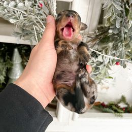 Dachshund Puppies from Cotton Hill Dachshunds