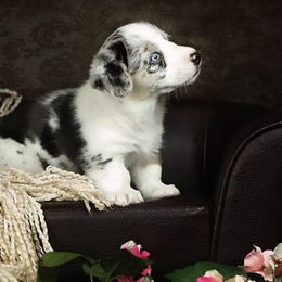 Cardigan Welsh Corgis from Welswood Cardigans