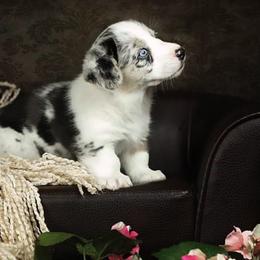 Cardigan Welsh Corgis from Welswood Cardigans