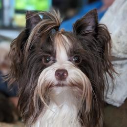 Mercedes - Yorkshire Terrier