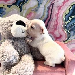 Pearl - Cream female French Bulldog puppy in Riverview, Florida from The Frenchie Lady Co.
