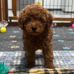 Romeo - Red  male Poodle puppy in Houston, Texas from YZC Frenchies at 4C Ranch