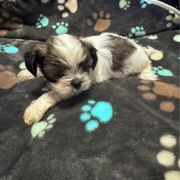 Uncle Fester - Tricolor male Shih Tzu puppy in Tampa, Florida from Shih Tzus of Kingshyre