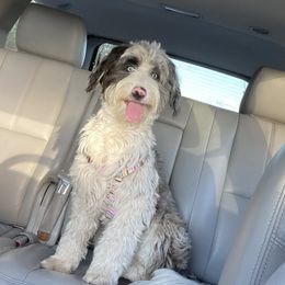 Shay - Aussiedoodle