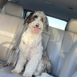 Shay - Aussiedoodle