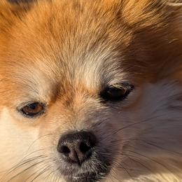 Lila - Orange female Pomeranian puppy in Sacramento, California from Tamara's Puppies