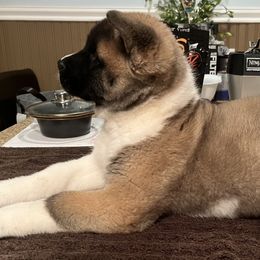 Akita Puppies from Gonza Akitas