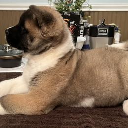 Akita Puppies from Gonza Akitas